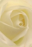 This evocative close-up draws you into the tranquil heart of a cream-white rose, as if you were enveloped by its softest petals on a misty Greenford morning. The spiral of each petal seems to unfurl in silent grace, whisper-light in its texture, as though brushed by dew from fields near Ravenor Park. There's a subtle glow, a serene luminosity cast by natural light reminiscent of dawn on Oldfield Lane North, gently highlighting the ivory folds and deepening the shadows within. The image carries a sense of peace-a quietude that echoes both early hours in Greenford and the comfort of supportive community hands. As a symbol, this rose embodies reverence, making it a perfect choice for expressions of sympathy or pure admiration, while also marking new beginnings along the life journeys local families cherish. You can almost detect the delicate fragrance-sweet, understated, yet memorable. Every aspect of the arrangement reflects the care and artistry that is the hallmark of Greenford's experienced florist community, weaving emotion and craftsmanship into a timeless floral tribute.